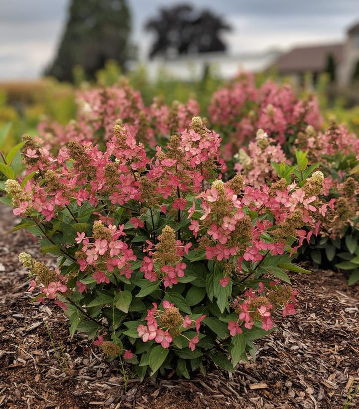 3G Hydrangea pan. 'Flare' ('Kolmavesu') Flare™ Hydrangea: Patent PP26,928 1010001