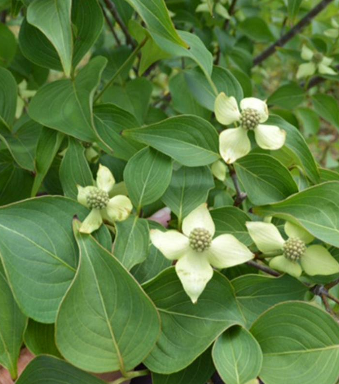 7G Cornus Kousa 'Blue Ray' - Dogwood - 1022056