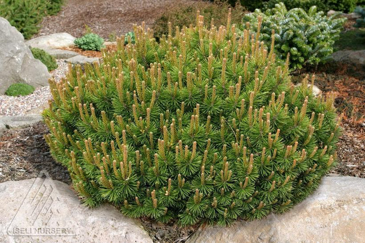 3G Pinus mugo 'Slowmound' - Mugo Pine - 1001760