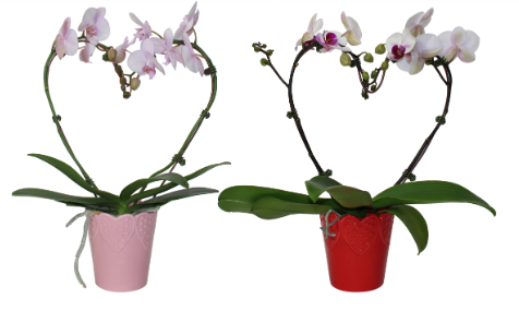 5" Orchid Phalaenopsis - Heart Shape w/ Ceramic Pot - T2984