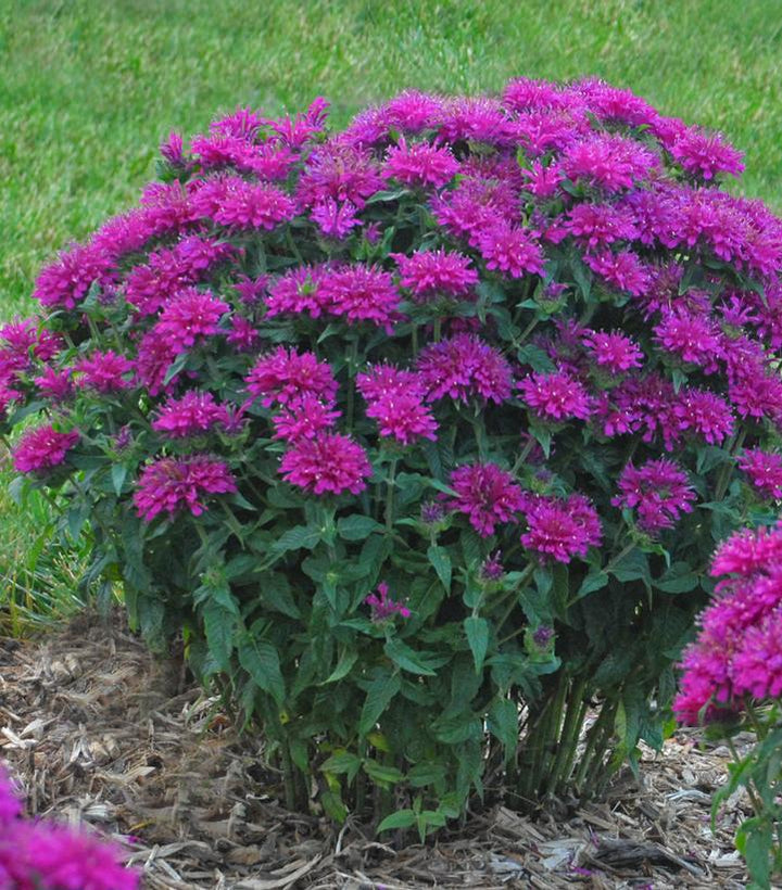 2G Monarda Sugar Buzz 'Grape Gumball' -  Bee Balm - 1007349
