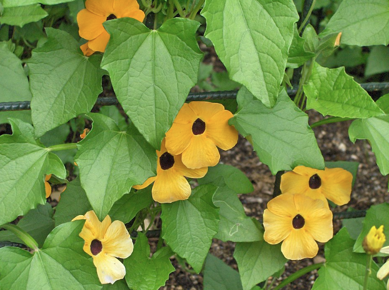 11" HB Thunbergia Mix Hanging Basket