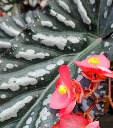 6.5" Begonia - Rex - Citizen Cane Pink