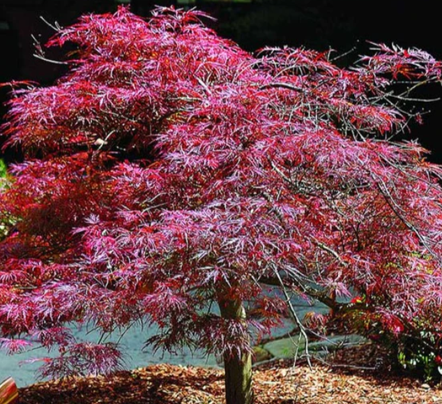 10G Acer Palmatum Dissectum Inaba Shidare - Japanese Maple Tree 30" - 02975-1505