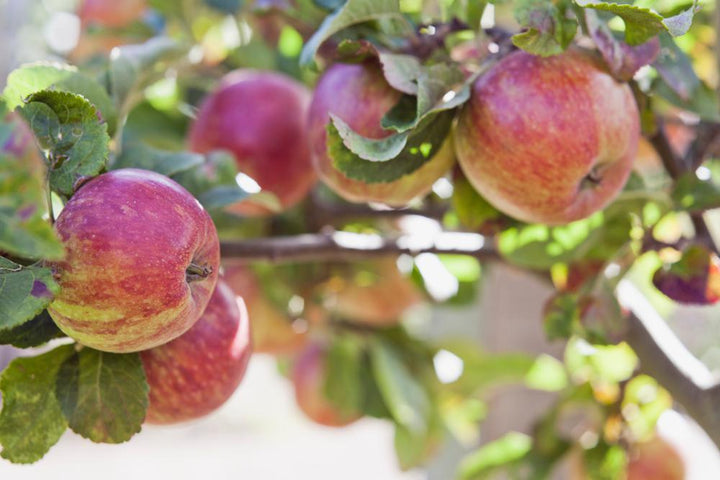 7G Malus 'Fuji' - Apple Tree - 1001634