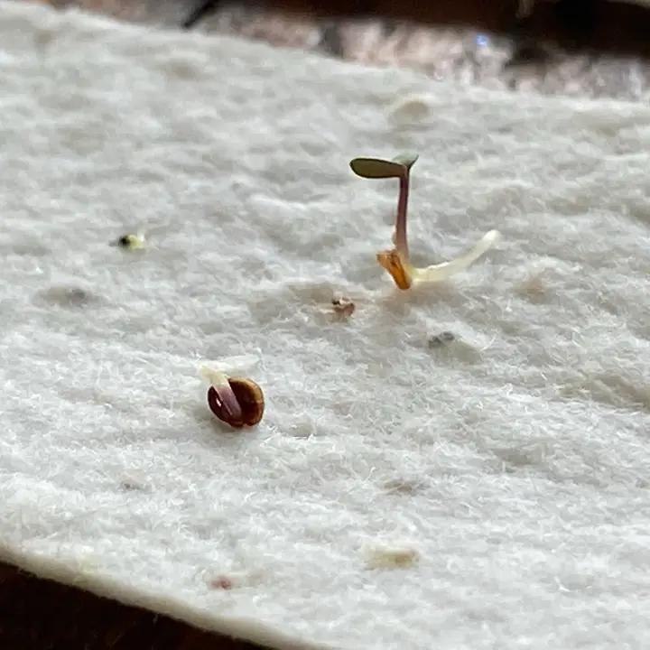 Raven's Edge Studio - Plantable Card | Father's Day Card | Eco Card | Garden Boots