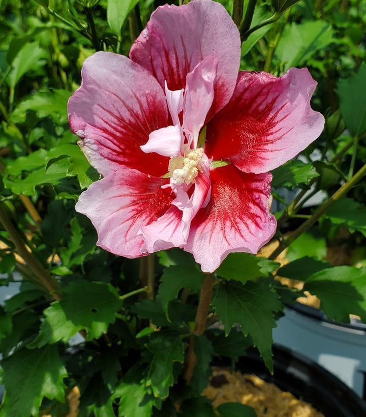 3G Hibiscus Syriacus 'Red Pillar' - Rose Mallow - 1015425