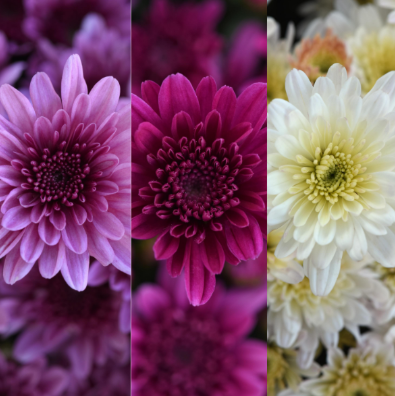 9" Combination Mum # 55 - Milkshake Berry Pink / Milkshake Cherry Purple / Milkshake Coconut White