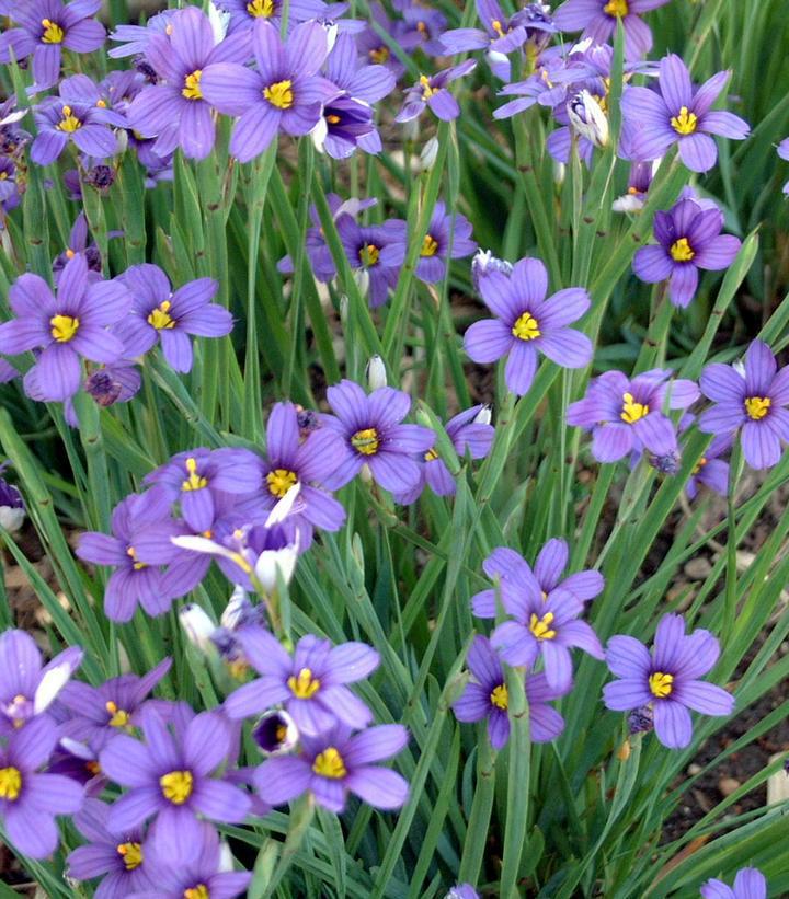 1G Sisyrinchium Angustifolium 'Lucerne' - Blue-Eyed Grass - 1003346