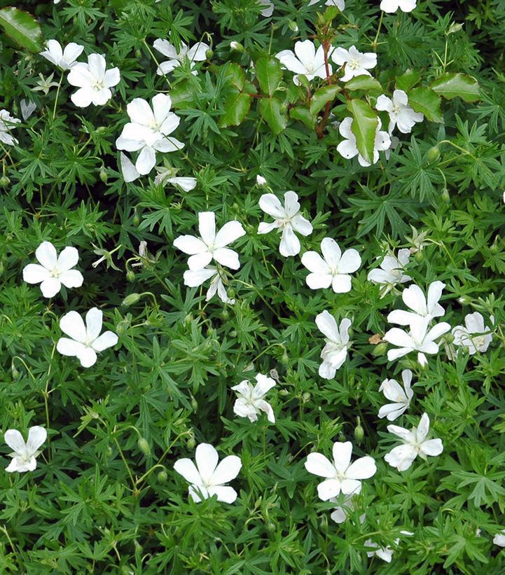 1G Geranium Sanguineum 'Album' - White Cranesbill Geranium - 1000760