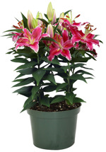 6" Lily Oriental Starlight Express 2ppp - F3034