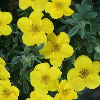 2G Potentilla Fruticosa 'Happy Face Yellow' - Cinquefoil - 1005108