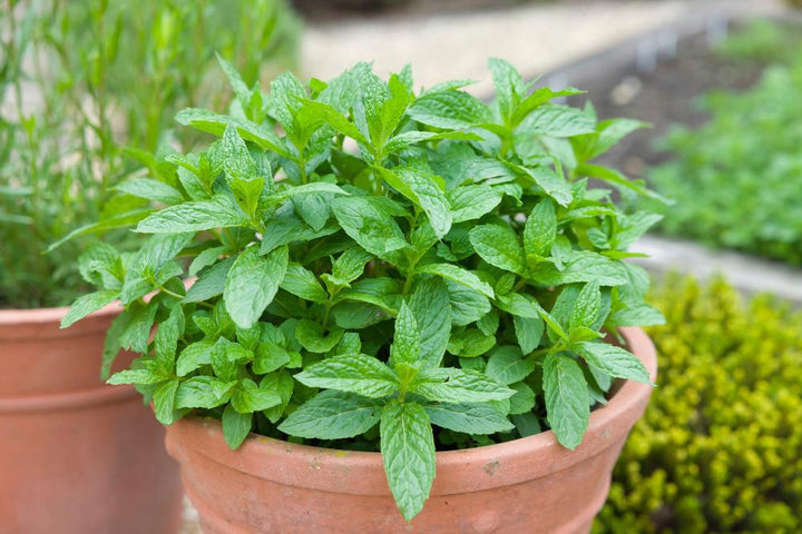 1G Mentha Spicata 'Spearmint' - 1001305