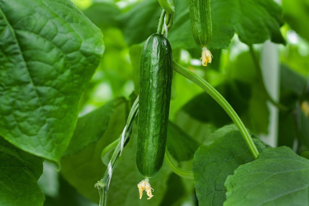 Cucumbers (Local Hollis NH) each