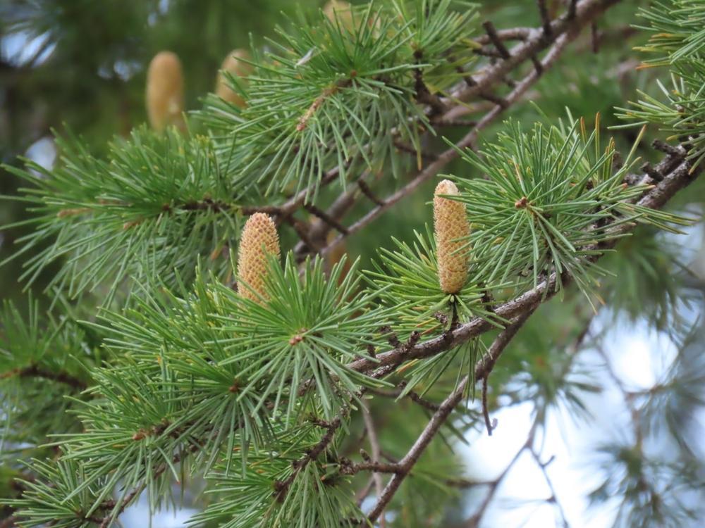 15G Cedrus Deodara - Karl Fuchs - Himalayan Cedar 5/6' - 22280-1900