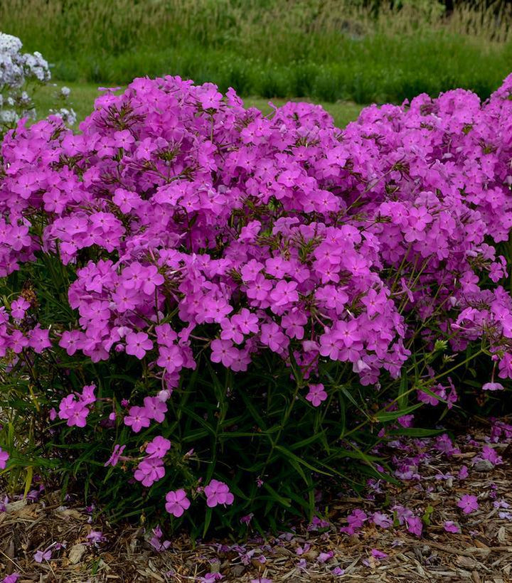 1G Phlox hybrid 'Opening Act Ultrapink' Opening Act Ultrapink Hybrid Phlox: Patent PPAF 1012153
