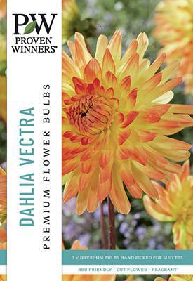 Dahlia Decorative Vectra Bulbs - PWS-14 - 6512380014