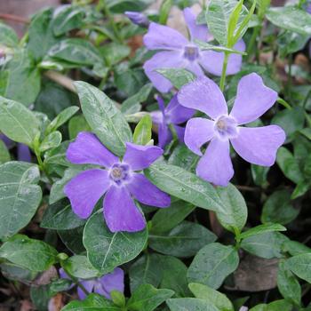 3" Vinca Minor 'Darts Blue' - Dark Blue Flowering Periwinkle - 1003973