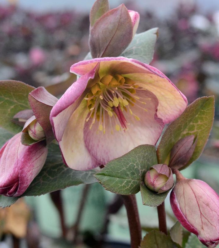 1G Helleborus Frostkiss 'Glenda's Gloss' - Lenten Rose - 1021826