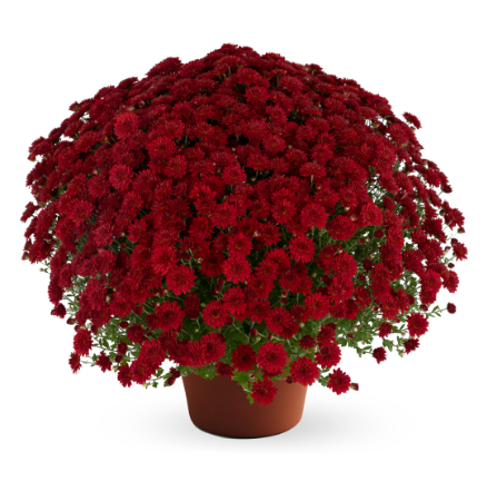 6" Mum - Josephine Red