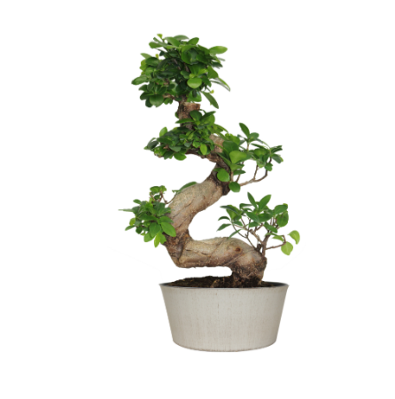 8" Ficus Microcarpa S-Shape w/ Beige Plastic Dome Pot - UG6512