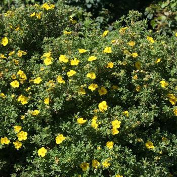 2G Potentilla Fruticosa 'Happy Face Yellow' - Cinquefoil - 1005108
