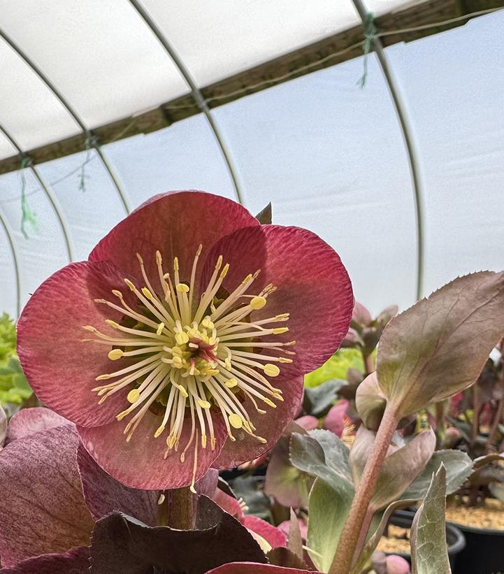 1G Helleborus X Frostkiss 'Elemental' - Lenten Rose - 1022275