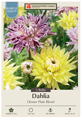 Dahlia Dinner Plate Blend Bulbs 3 Count  - 2382906779