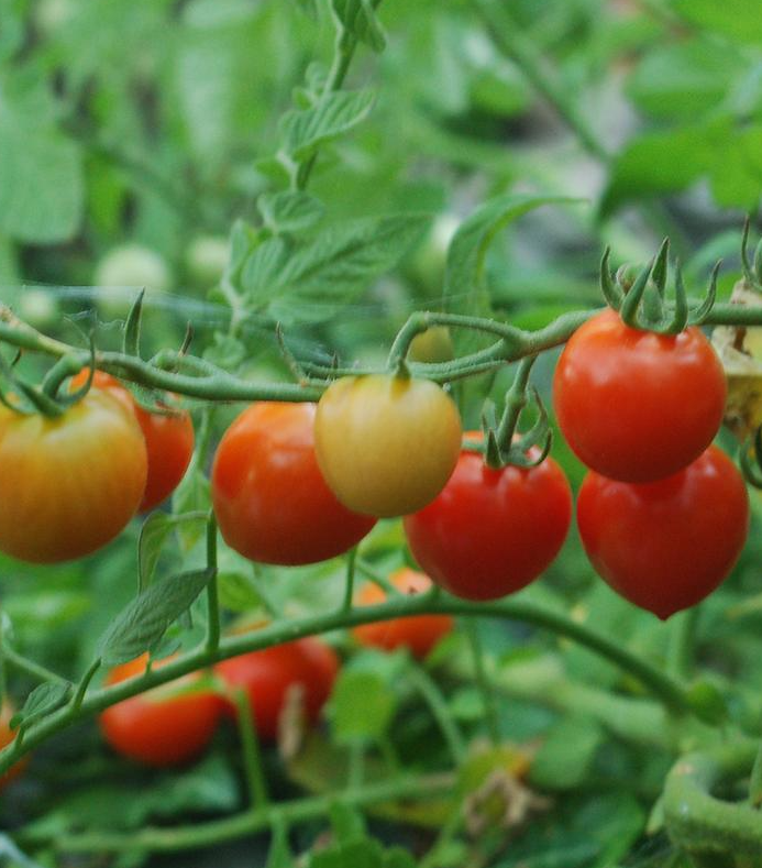 1G Tomato 'Tomatoberry' - Cherry Tomato - 1005519