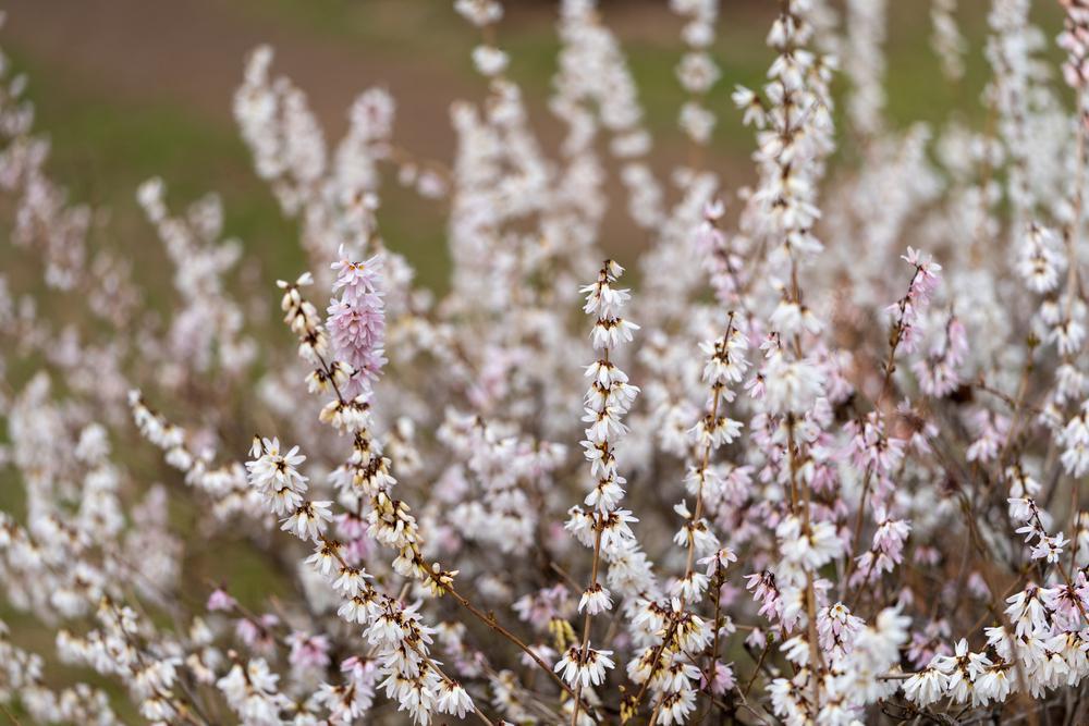 8" Abeliophyllum distichum White Forsythia 1009609