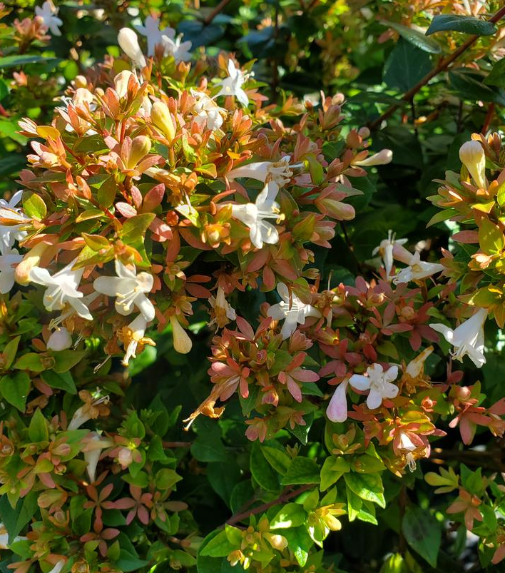 3G Abelia X Grandiflora 'Rose Creek' - 1007984