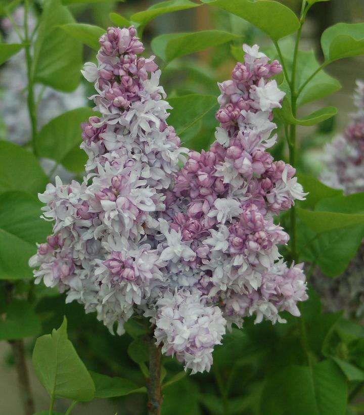 3G Syringa 'Equinox Valley' - Lilac - 1005769