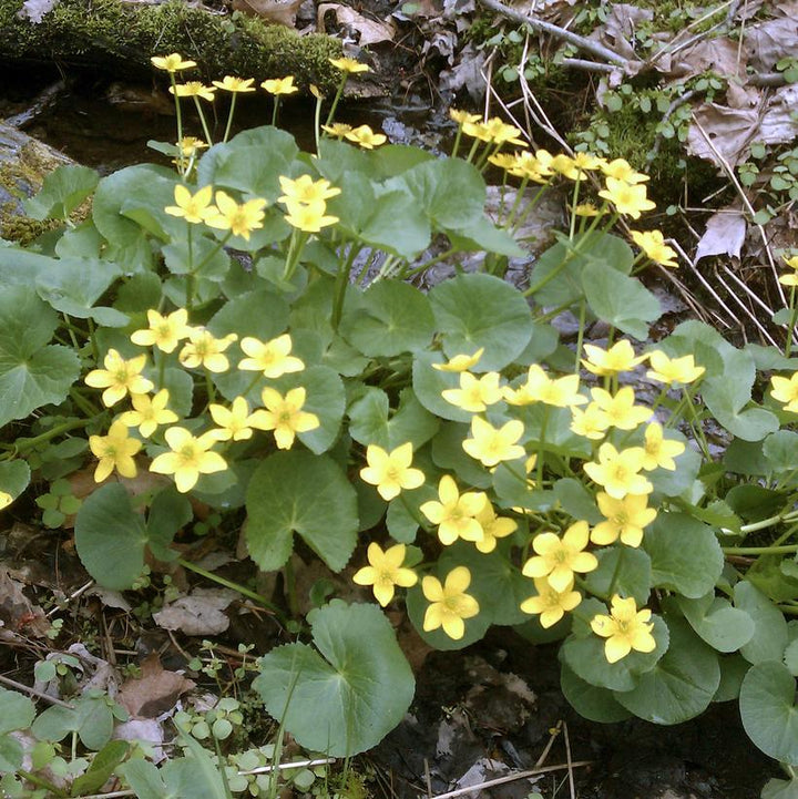 1G Caltha Palustris - Marsh Marigold - 1003454 (DISSVF)