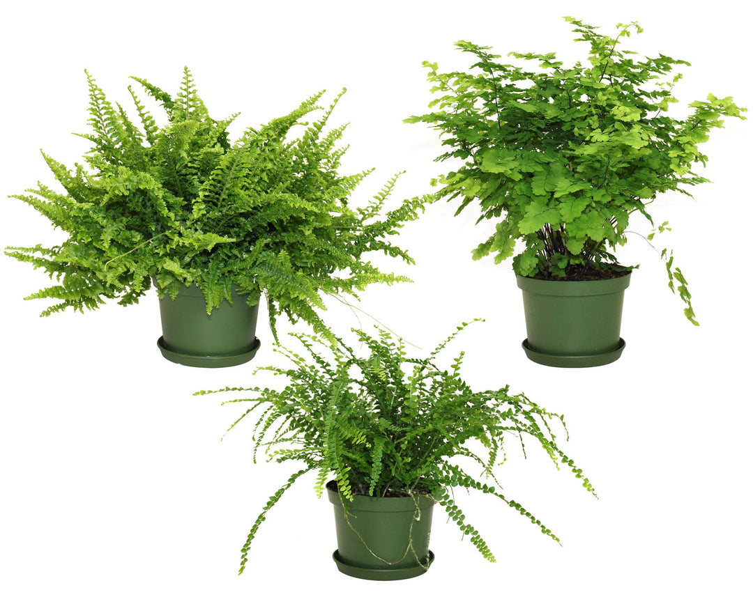 6" Fern Assorted Varieties T1855