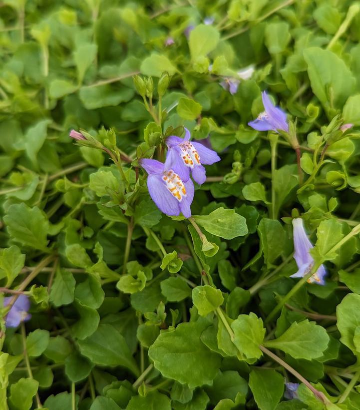 3" Mazus reptans Mazus 1002776