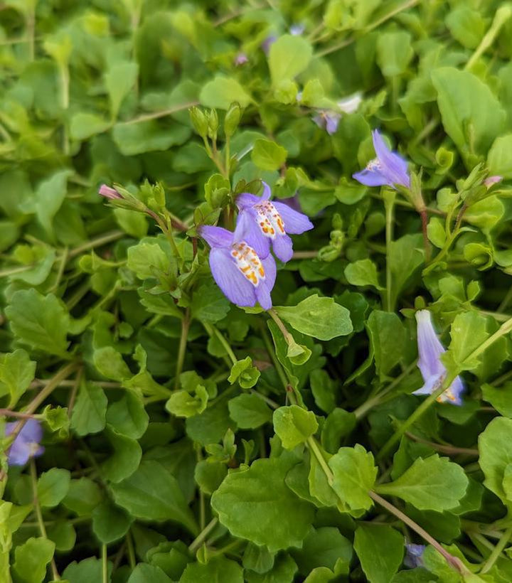 3" Mazus reptans Mazus 1002776