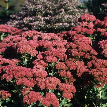 2G Sedum Spectabilis 'Autumn Joy' - Stonecrop - 1000973