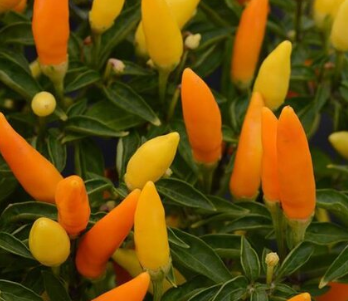 8" TP Ornamental Pepper - Sedona Sun