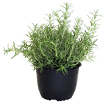 7.5" Rosemary Bush - P3360