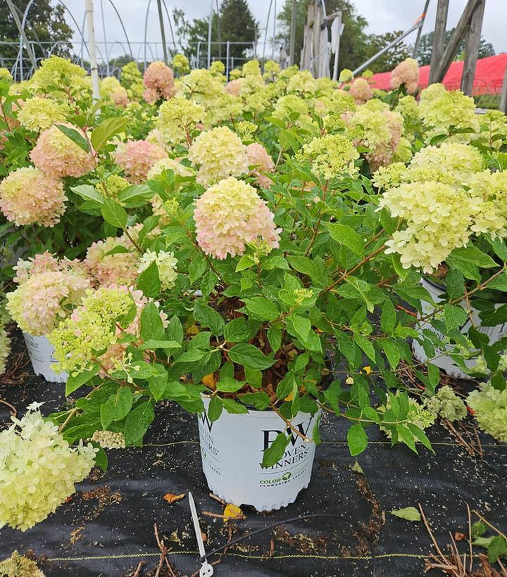 5G Hydrangea Paniculata 'Little Lime' - 1006394