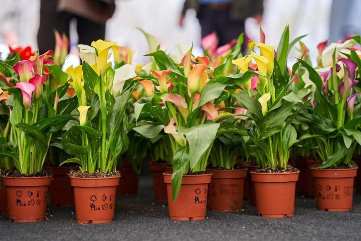 4.5" Calla Lily