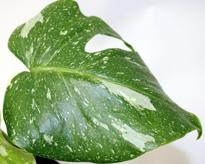 5" Monstera Thai Constellation Philodendron G1724