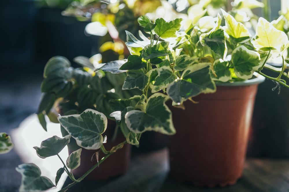 4" Ivy - Variegated