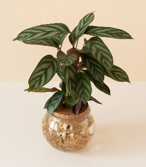 Small H2O Bowl - Assorted Styles ( Sold Individually )