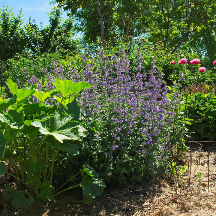 Walker's Low Catmint