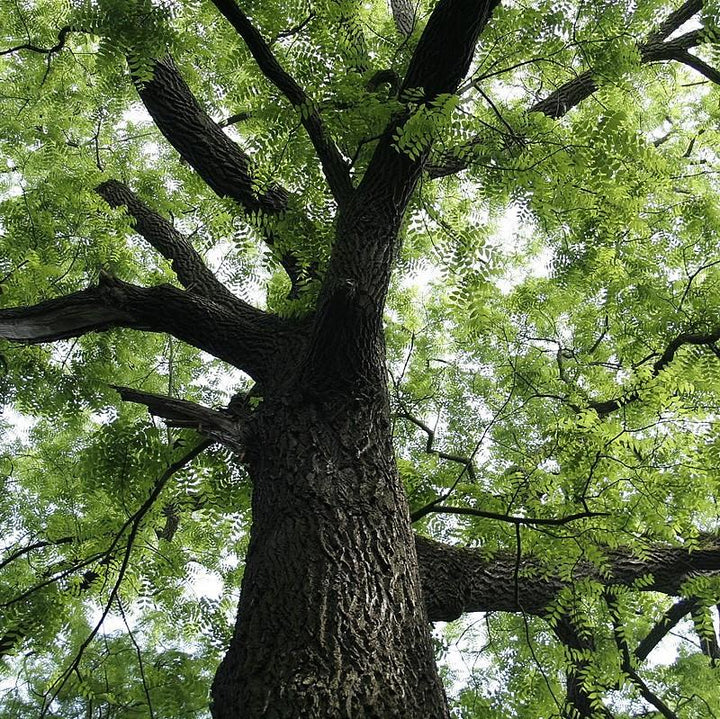 Juglans nigra  - Black Walnut