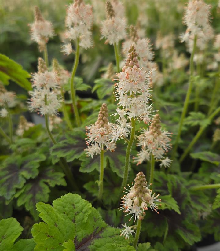 1G Tiarella 'Fingerpaint' - Foamflower - 1009677
