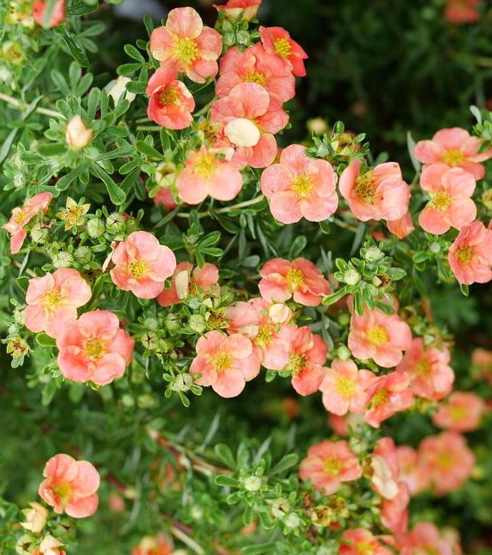 2G Potentilla Fruticosa 'Happy Face Orange' - Cinquefoil - 1020916