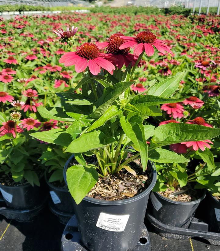 1G Echinacea Sunmagic 'Vintage Lipstick' - Coneflower - 1023104