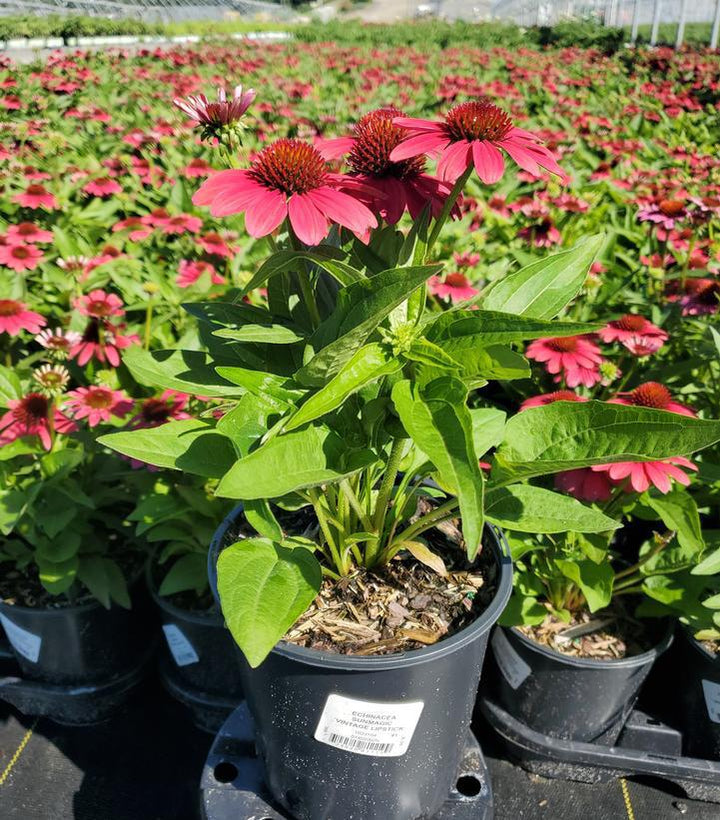 1G Echinacea Sunmagic 'Vintage Lipstick' - Coneflower - 1023104